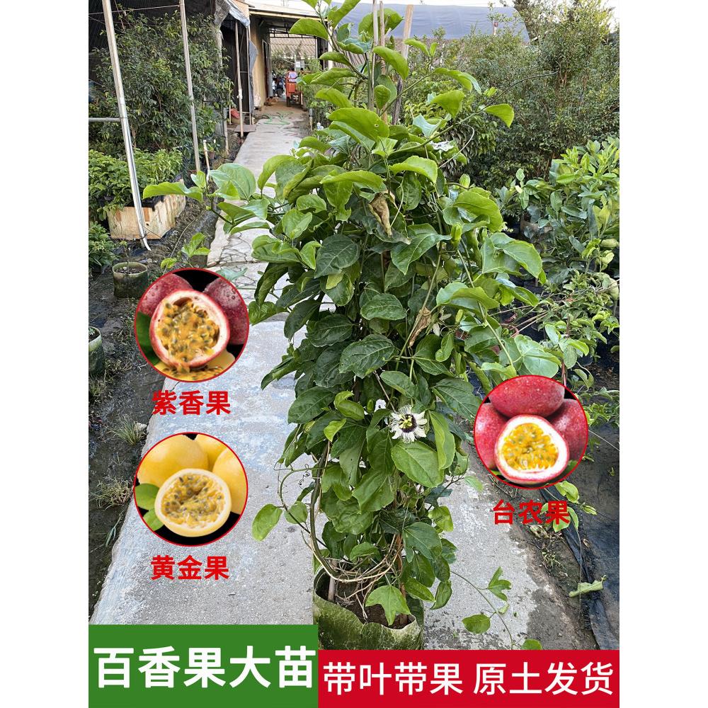 【带花果】黄金百香果树果苗台农紫香百香果苗四季不断结果大苗
