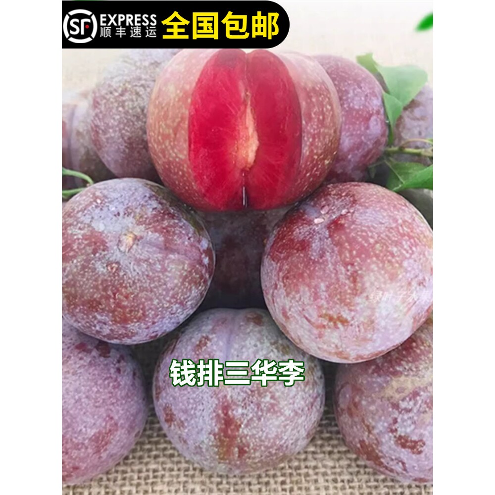 三华李苗信宜钱排银妃三华李子红心李南华李早熟李果树苗15年老店
