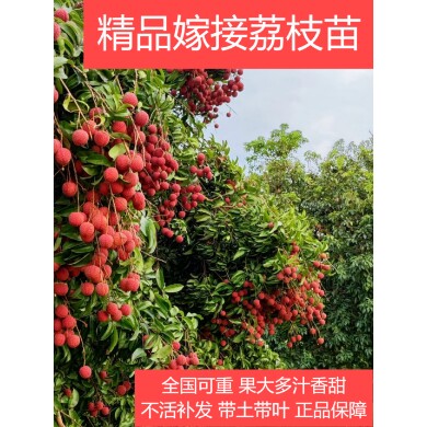 正宗荔枝树苗嫁接无核桂味盆栽地栽妃子笑果树广西发货当年结果
