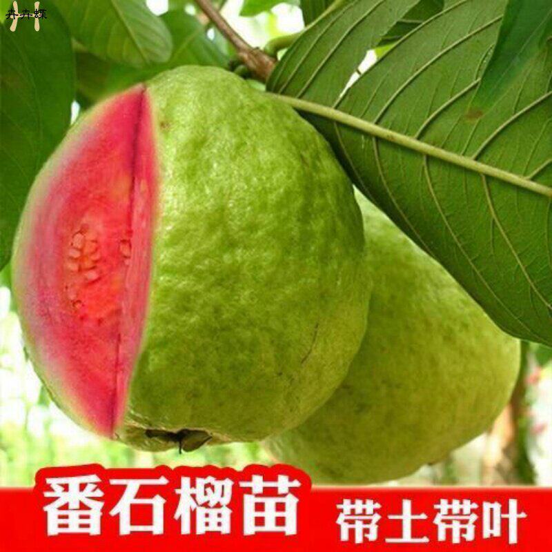四季无籽红肉红宝石番石榴树苗白肉红心西瓜芭乐嫁接果苗当年结果
