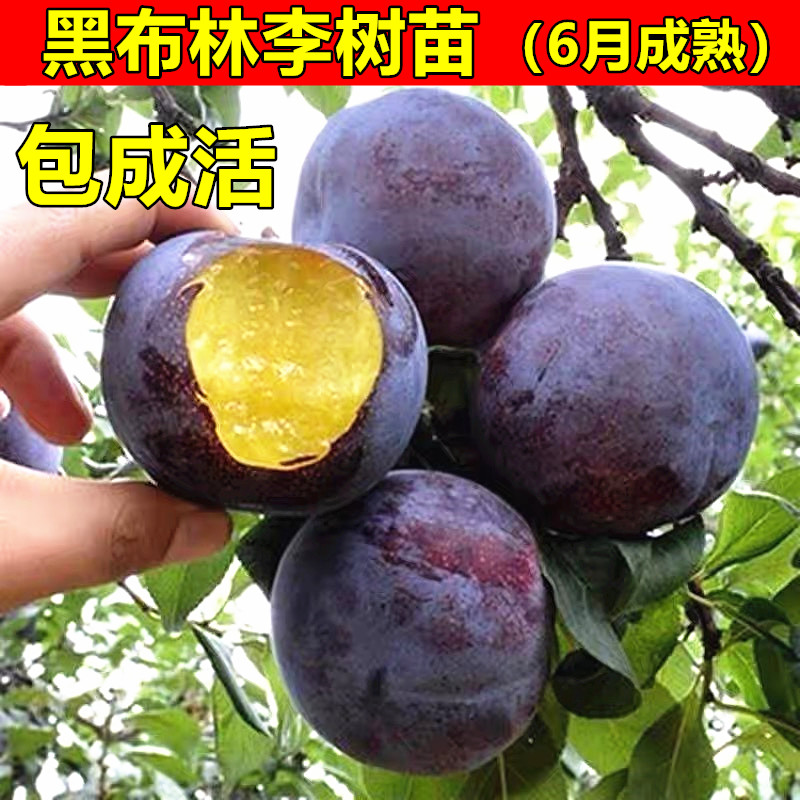 美国大黑李树苗黑布林李子苗 黑布朗李 黑布林树苗 南方北方种植