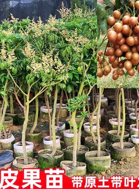 黄皮果苗大鸡心无核嫁接甜水果树苗阳台盆栽南方种植广西庭院地栽