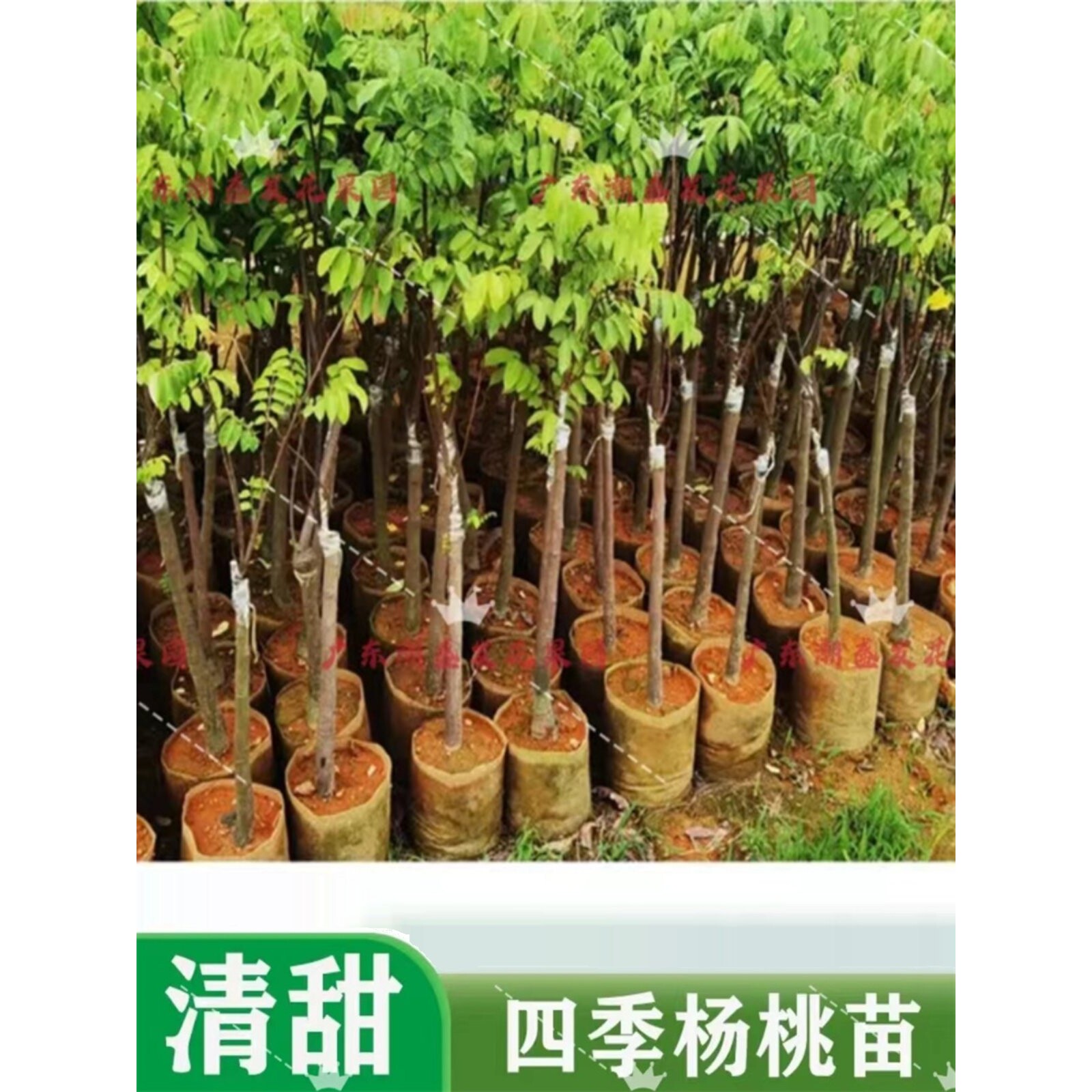 广东正宗嫁接杨桃树苗台湾蜜丝杨桃苗特大果红杨桃果树苗当年结果