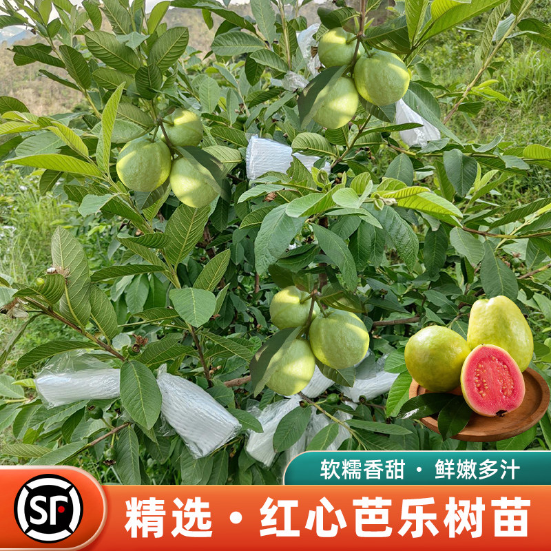 番石榴树苗广西红心芭乐果树苗盆栽嫁接苗南北方种植地栽当年结果