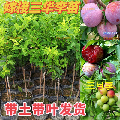 大果钱排三华李红心树苗银妃三华李脆李子三月早熟美李子嫁接树苗