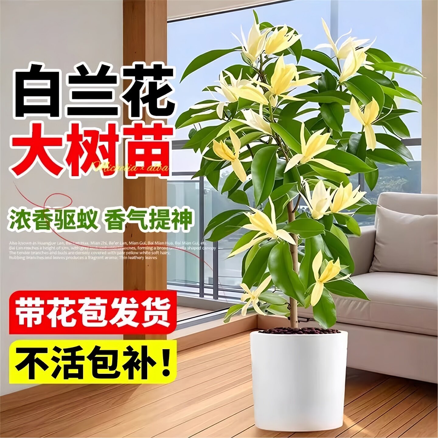 白兰花大树苗带花苞矮化玉兰花老桩盆栽紫黄角黄果兰花卉绿植植物