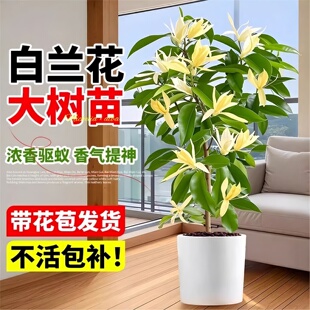 白兰花大树苗带花苞矮化玉兰花老桩盆栽紫黄角黄果兰花卉绿植植物