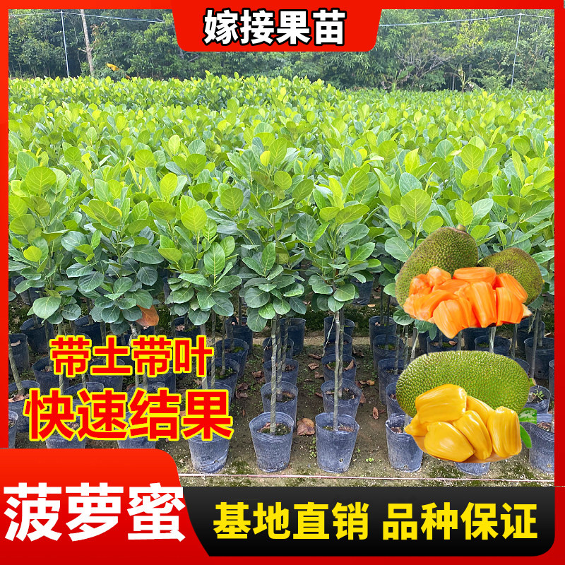 菠萝蜜南北方种植马来西亚果树苗