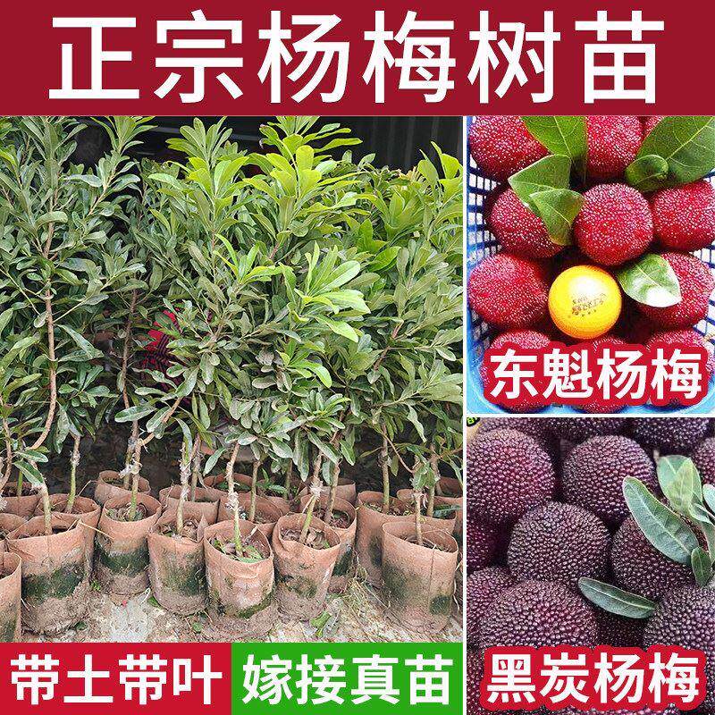 东魁黑炭杨梅树苗嫁接大苗南北方庭院常绿盆栽果树苗早熟晚熟杨梅