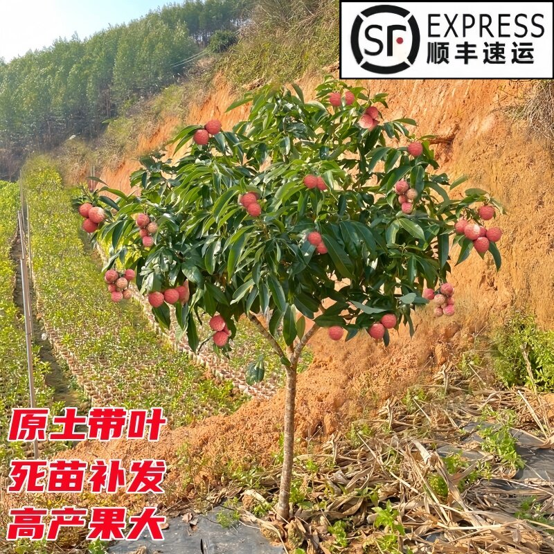 嫁接荔枝树苗无核荔枝苗树妃子笑桂味冰荔枝树苖盆栽地栽当年结果