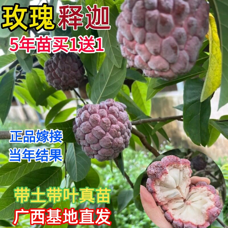 榴莲释迦果嫁接树苗台湾凤梨大目释迦番荔枝树苗南北方种当年结果