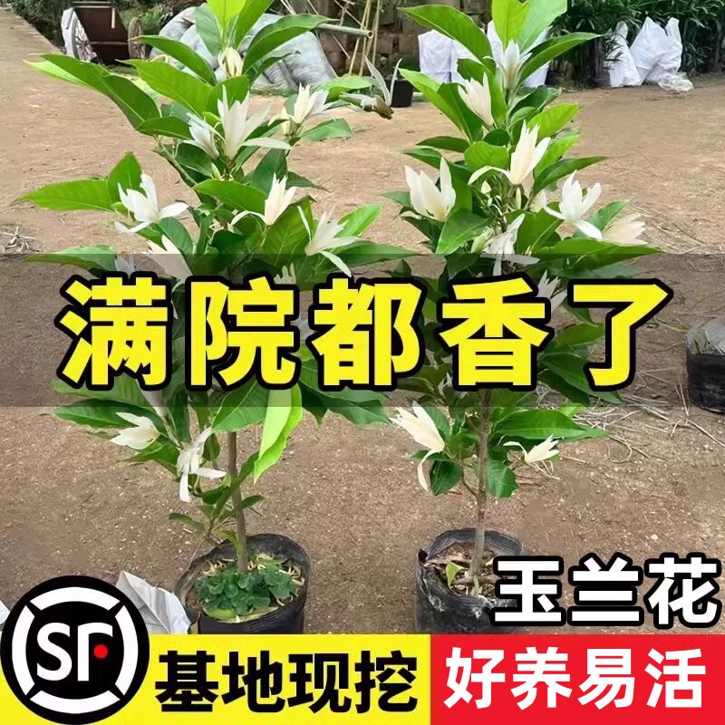 白兰花盆栽香水玉兰花树苗带花苞浓香黄角兰阳台庭院四季花卉植物