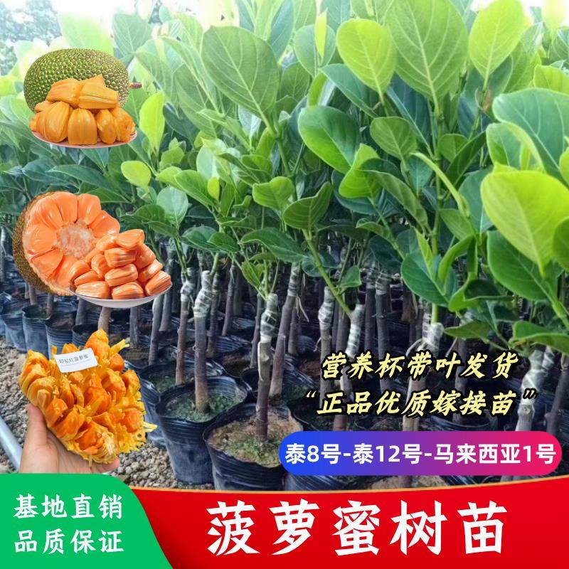菠萝蜜树苗泰国8号12号红肉菠萝蜜苗 四季榴莲蜜苗嫁接苗当年结果