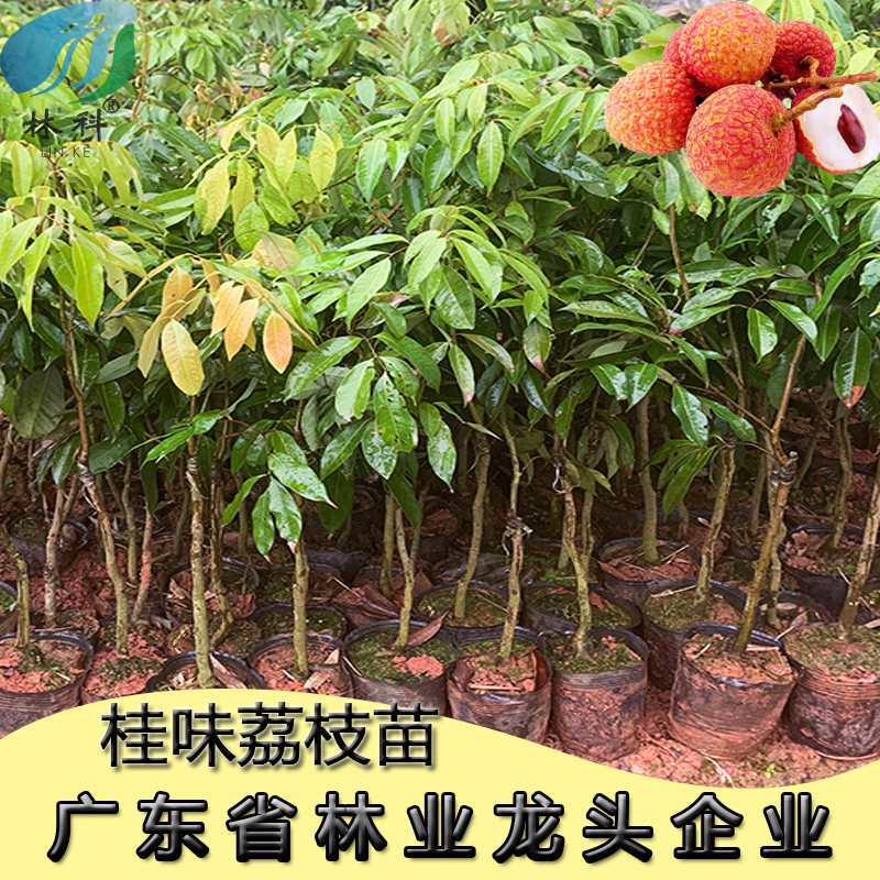 荔枝树嫁接苗桂味荔枝大苗盆栽庭院阳台水果树苗