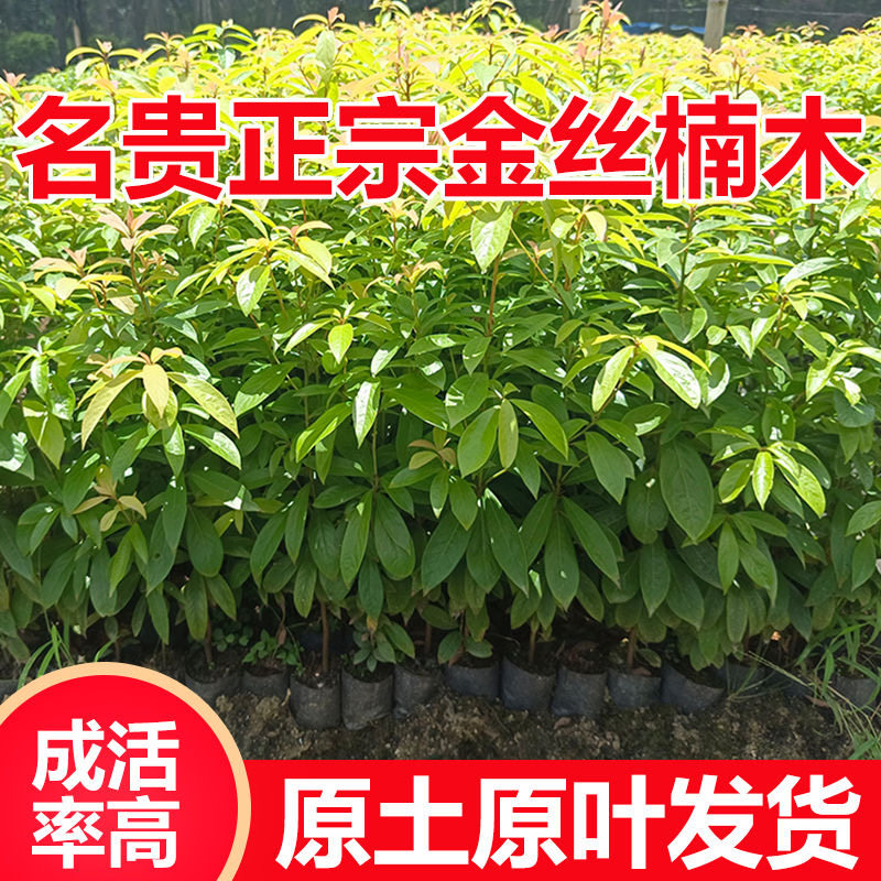 正宗名贵四川金丝楠木树树庭院盆栽南方种植小叶桢楠大树四季常青