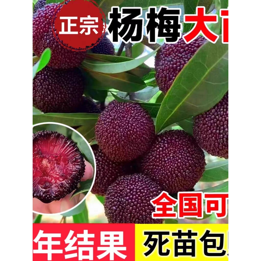 正宗东魁杨梅树苗黑炭杨梅树树苗早熟嫁接苗盆栽地栽当年结果特大