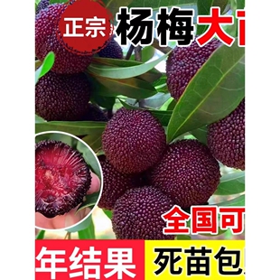 正宗东魁杨梅树苗黑炭杨梅树树苗早熟嫁接苗盆栽地栽当年结果特大