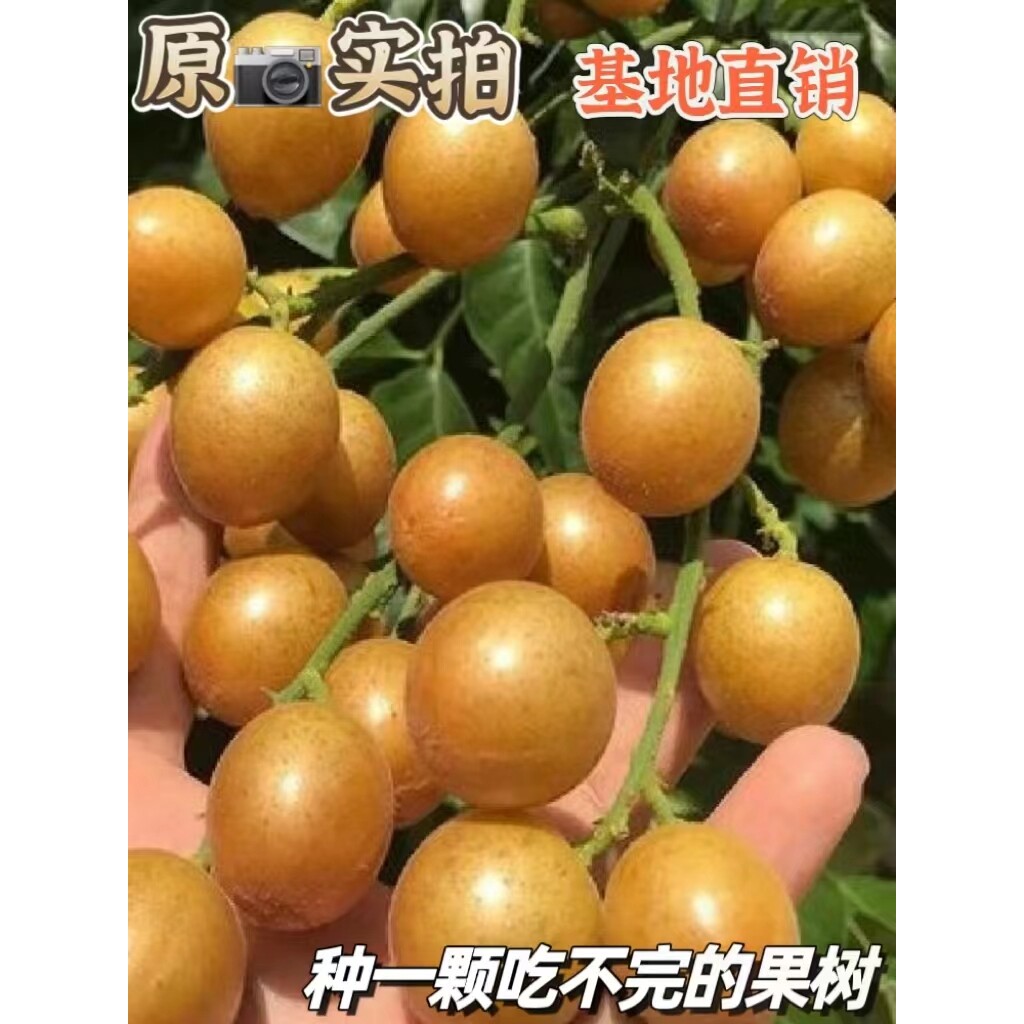 南方嫁接黄皮果树苗无核黑皮鸡心冰糖树苗盆栽地栽南北方种植包教