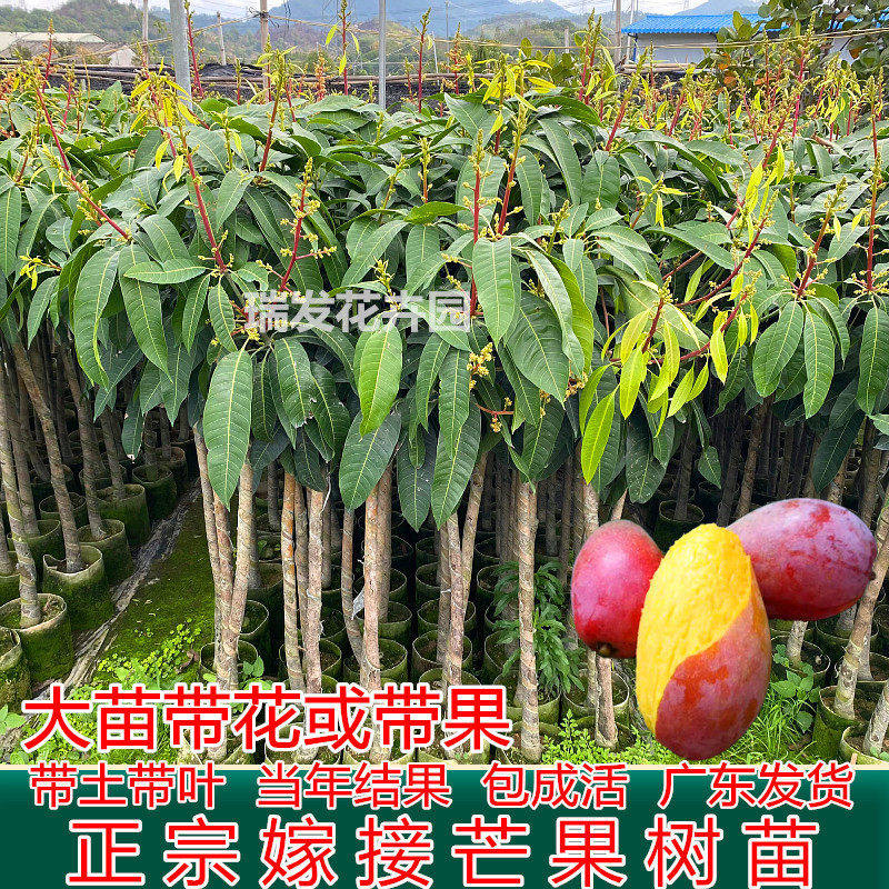 芒果苗树嫁接特大果金煌芒红贵妃芒果树苖四季芒当年结果盆栽地栽