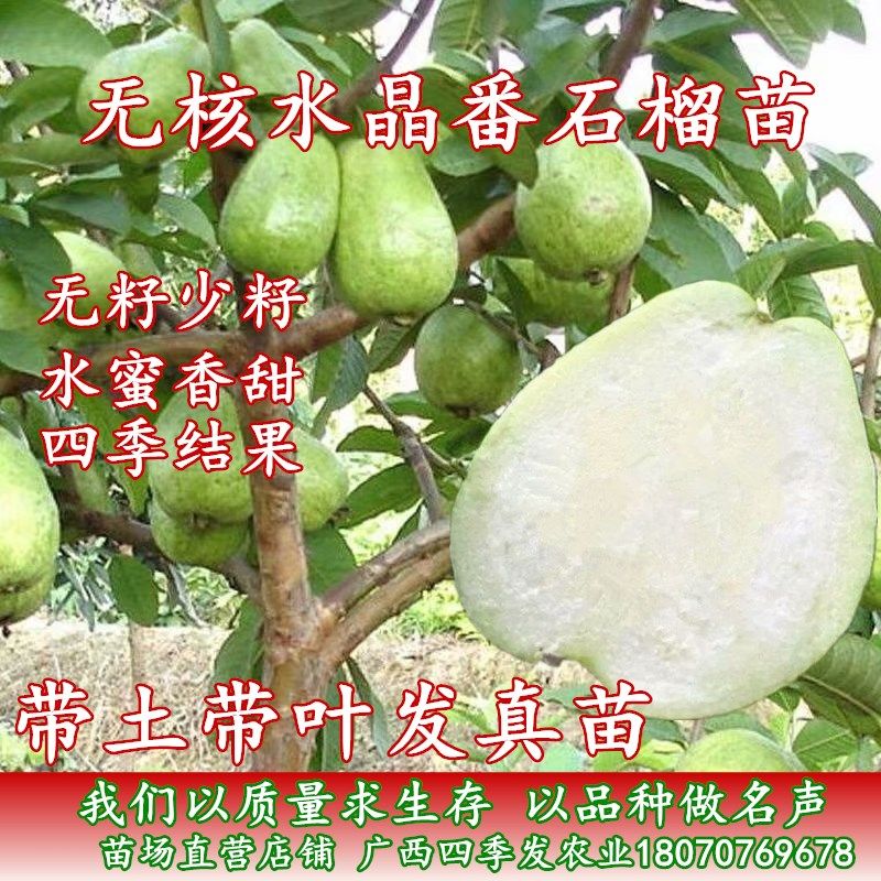无籽水晶番石榴苗蓝宝石番石榴苗当年四季结果少籽番石榴苗盆栽