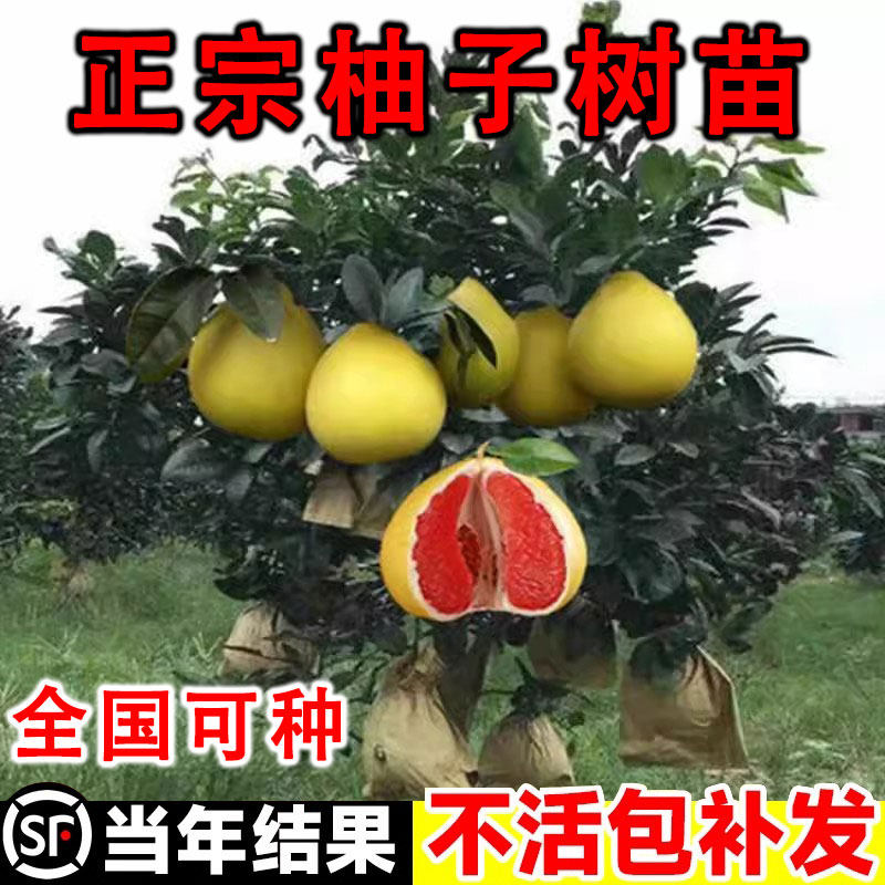 嫁接红心柚子树苗正宗三红蜜柚红肉果树果苖南方北方种植当年结果