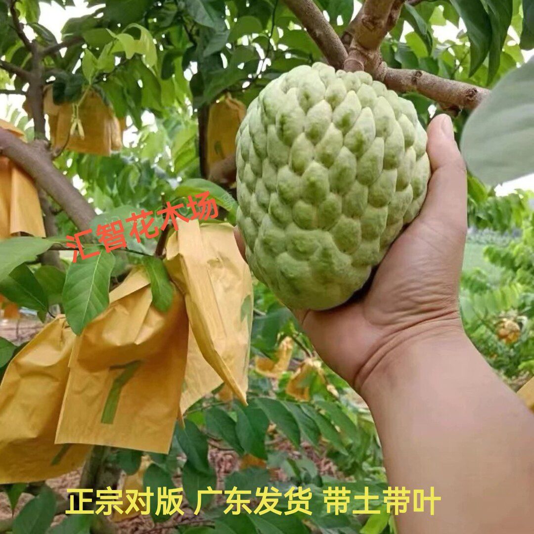 泰国大目牛奶释迦嫁接苗大目牛奶释迦果苗原土球发货带叶子发货