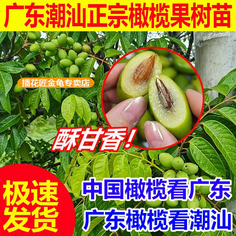 正品潮汕青橄榄苗甜种橄榄嫁接苗三棱橄榄乌橄榄水果树苗盆栽地栽