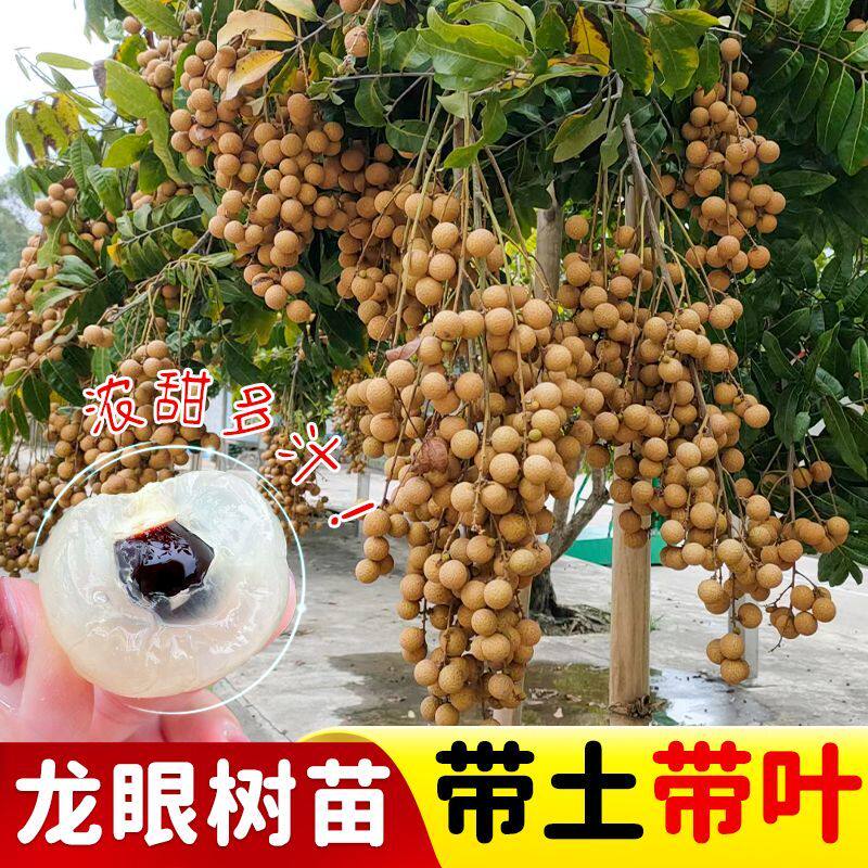 龙眼树苖嫁接石硖桂圆树苗储良盆栽水果树果苗南方四季种植当年结