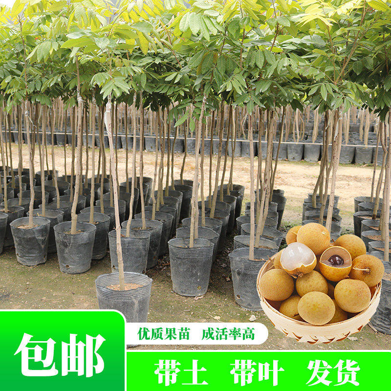 龙眼树苗石硖储良苗桂圆嫁接苗四季带泥带叶老桩庭院室外当年结果