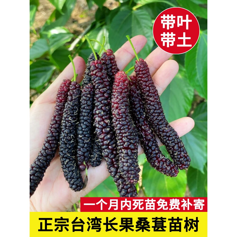 【带果】四季台湾长果桑葚树苗嫁接苗香金蜜白桑葚鸡爪桑葚特大号