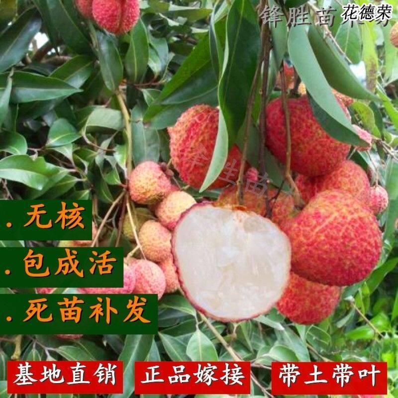 广西荔枝苗无核妃子笑三月红糯米糍荔枝苗南北方种植果树苗带叶发