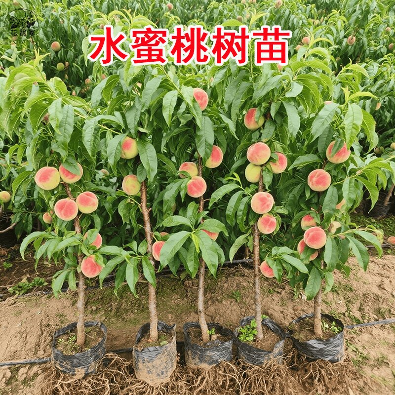 高产水蜜桃树苗嫁接高产桃子树苗当年结果南方北方种植桃树果树苗
