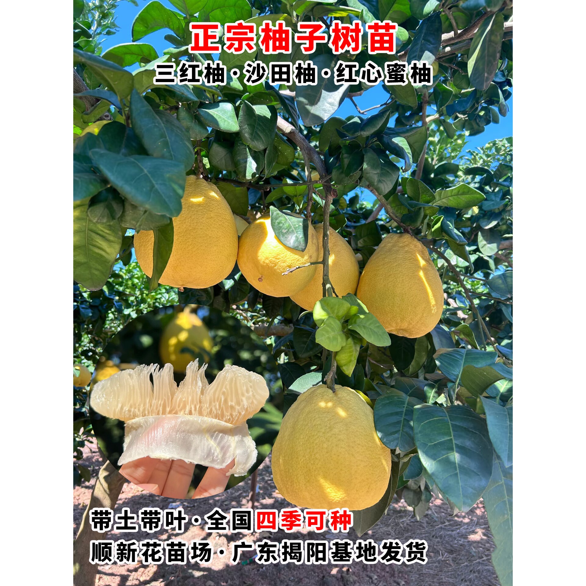 柚子树苗沙田柚苗红心柚子树苗三红柚子树苗南北方种植当年结果