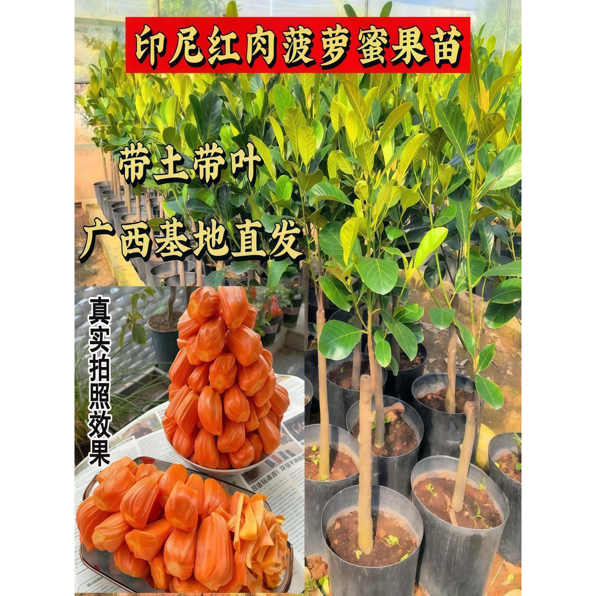 印尼红肉菠萝蜜树苗栽嫁接苗干苞黄肉菠萝蜜苗盆栽地四季菠萝蜜苗