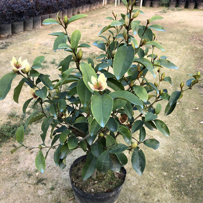 含笑花盆栽大树苗当年开花浓香香妃含笑花苗盆栽庭院阳台耐寒花卉