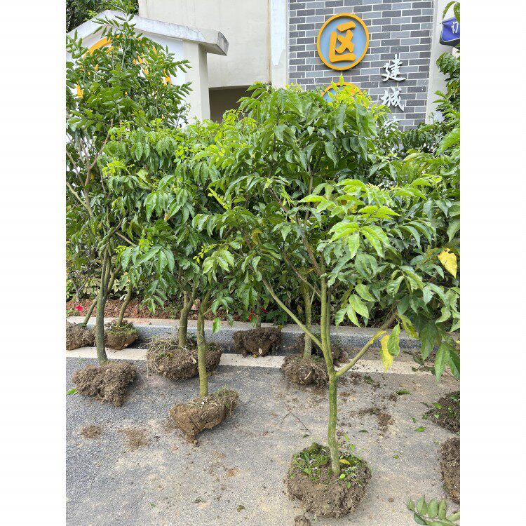 广东3-20年良种嫁接黄皮树 无核黄皮鸡心黄皮 冰糖黄皮水果种苗