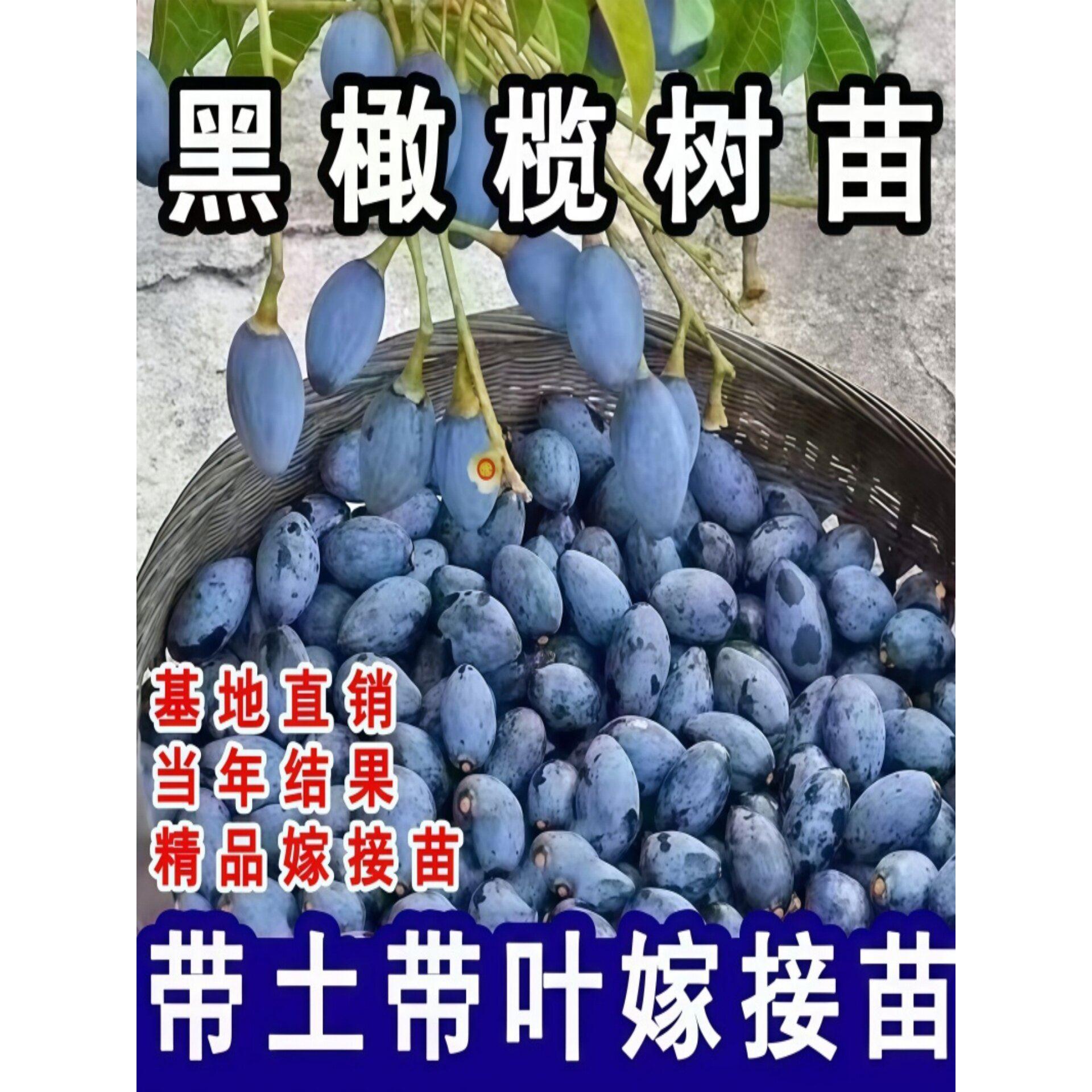 黑橄榄苗乌橄榄嫁接工艺橄榄树苗南方庭院盆地栽带土带叶当年结果