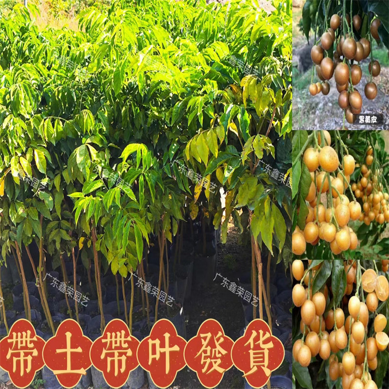 黄皮苗黑黄皮贵妃黄皮树苗嫁接鸡心无核黄皮苗新品种果苗带土带叶