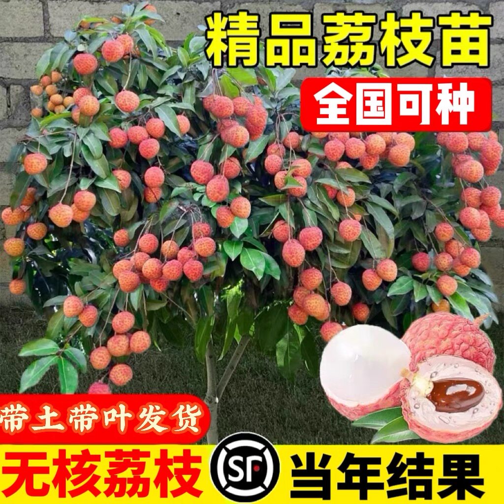 荔枝树果苗四季盆栽嫁接桂味观音绿糯米糍妃子笑南北方水果种植