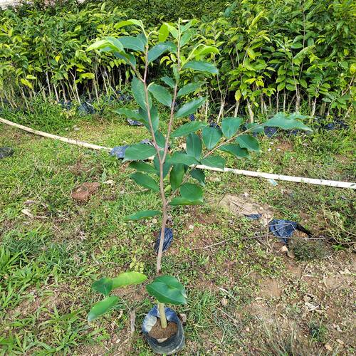 正宗糖结品种奇楠沉香树苗一级奇楠芽条嫁接绿棋楠沉香木名贵树苗