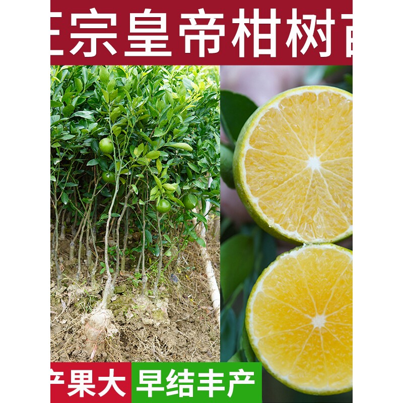 皇帝柑贡柑柑橘子广西果树苗盆地栽庭院南北方种植嫁接砂糖桔苗