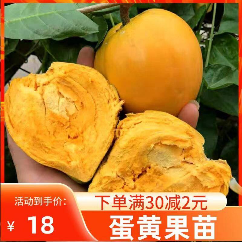 正宗耀堂仙桃苗大果蛋黄果树苗四季鸡蛋果苗带土带叶南方盆栽地栽