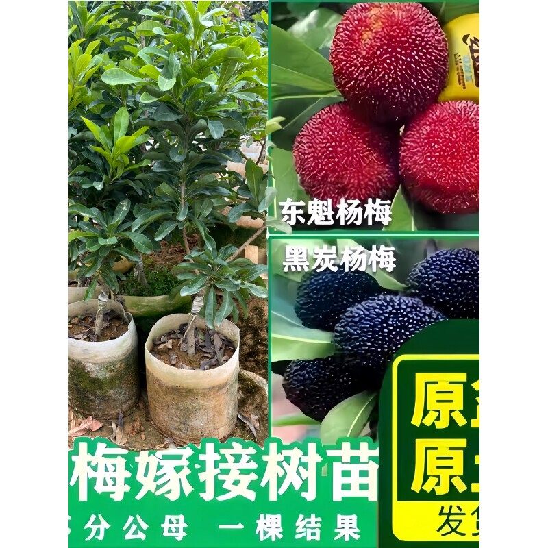 浙江特大号杨梅树树苗大果东魁水晶大树苗水果树果苗盆栽南方种植