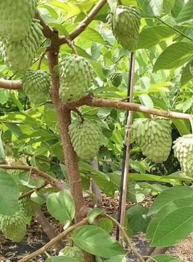 释迦果苗树嫁接台湾凤梨释迦南方牛奶释迦番荔枝释迦摩尼果苗庭院