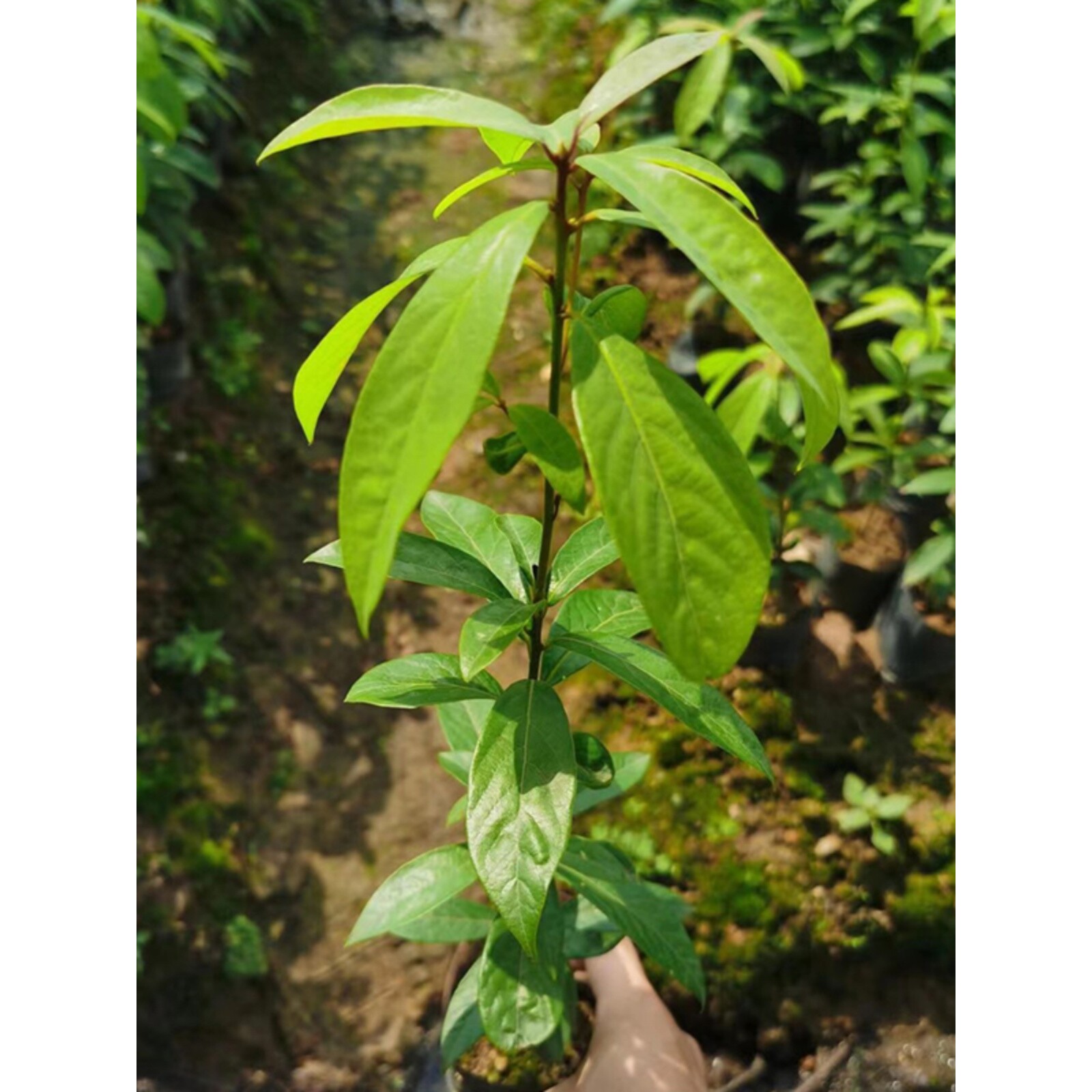 正宗金丝楠木树苗奇楠沉香树苗小叶紫檀香树苗海南黄花梨名贵树苗