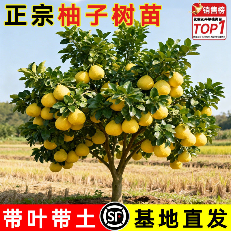 沙田柚子树苗正宗容县沙田柚苗越南青柚庭院种植庭院水果耐寒树苗