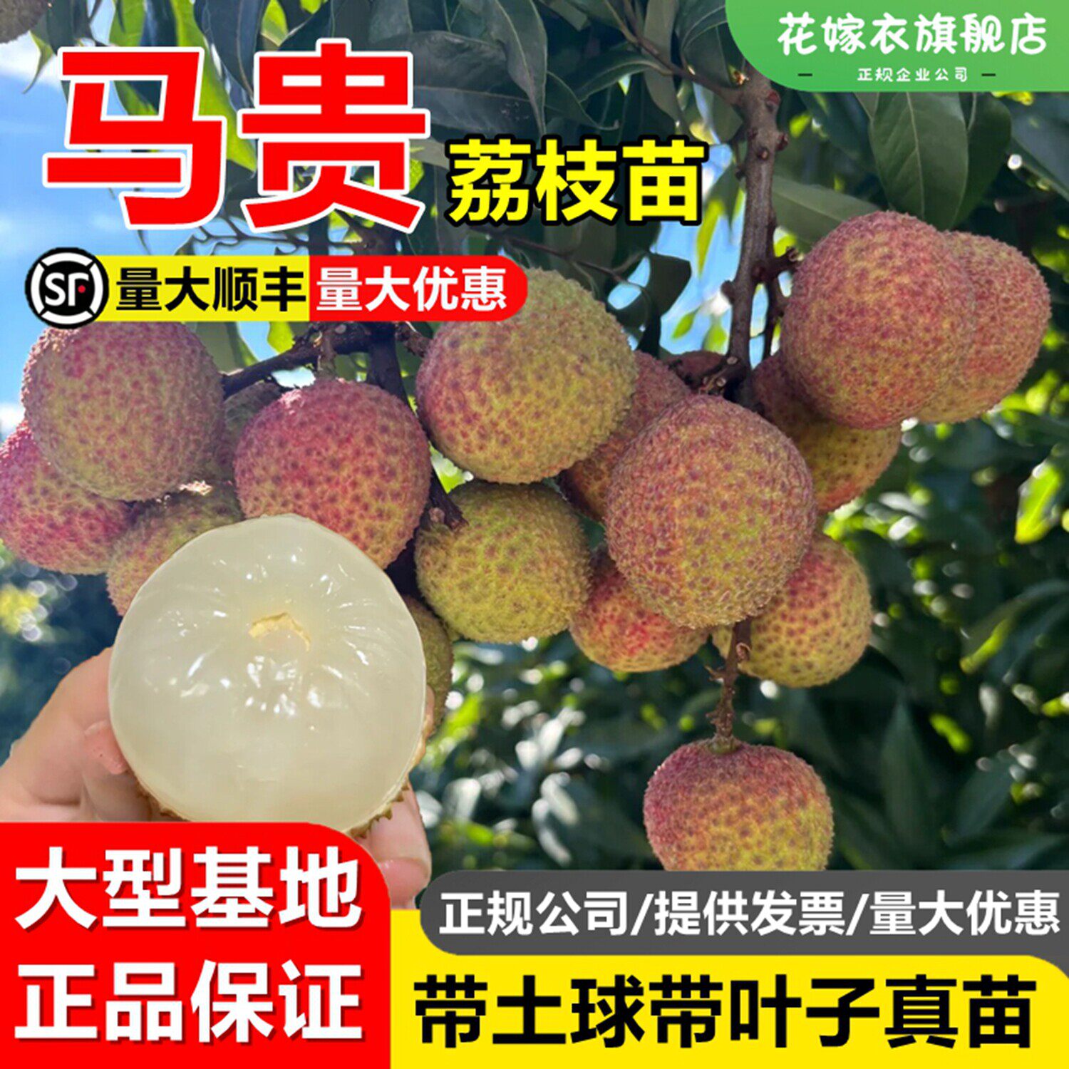 马贵荔枝树苖冰荔桂味果树盆栽妃子笑嫁接树苗当年结果糯米糍果苗