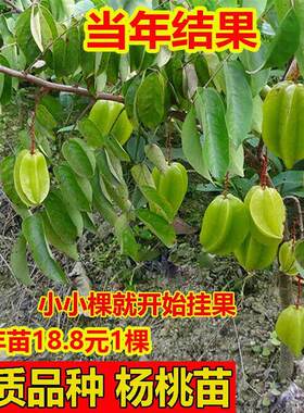 杨桃树苗酸杨桃苗正宗嫁接四季酸甜杨桃果树苗全年可种当年结果