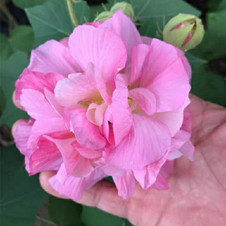 当年开花盆栽重瓣醉芙蓉花苗 木芙蓉 三醉芙蓉变色耐寒室内外绿化
