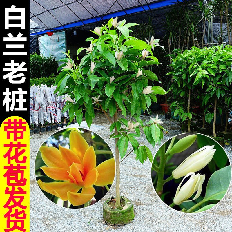玉兰花树苗老桩白兰花盆栽带花苞庭院花卉植物室内花浓香型四季开